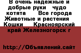 В очень надежные и добрые руки - чудо - котята!!! - Все города Животные и растения » Кошки   . Красноярский край,Железногорск г.